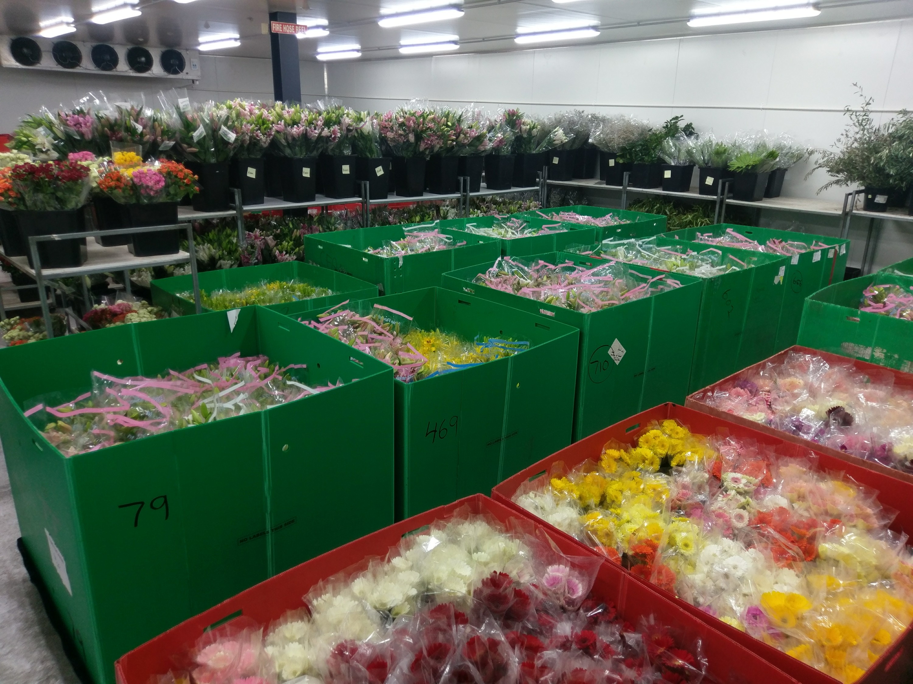 Wholesale Florist Floor & Coldroom