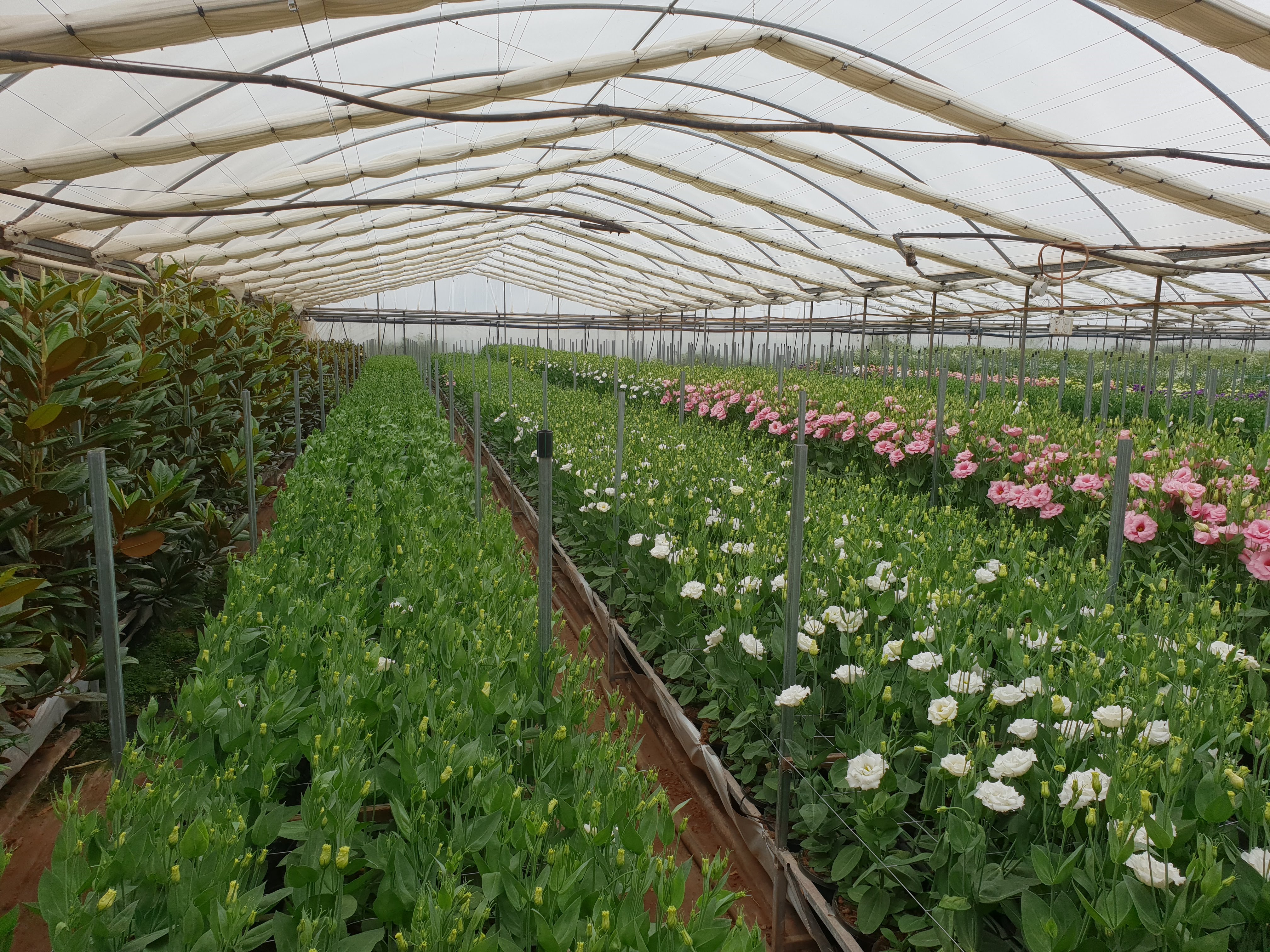 Commercial Flower Greenhouse Consignment