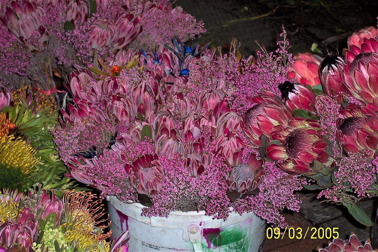 Australian Natives & Proteas