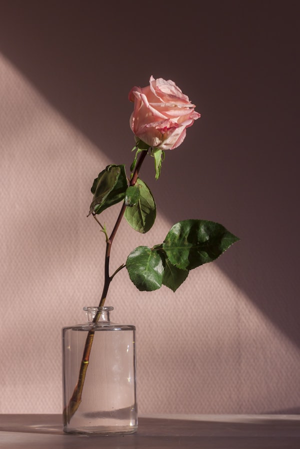 Premium Roses